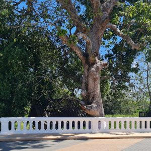 งานบัวตกแต่งสะพาน ทางเข้าหมูบ้าน ศุภาลัย พรีม่า วิลล่า นครศรีธรรมราช 10